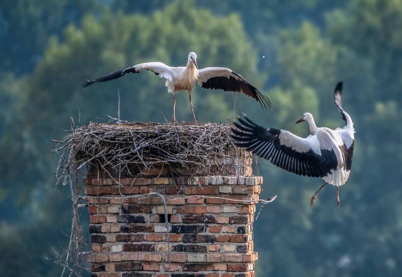 Professional Chimney Animal Removal Services in Villa Park, California
